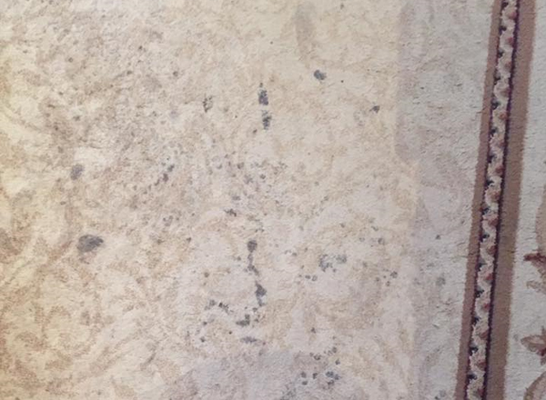 Specialist Carpet Cleaners Exeter