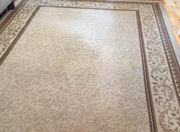 Specialist Carpet Cleaners Exeter