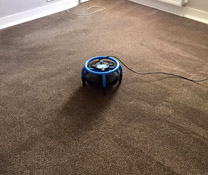 Carpet Cleaner Exeter