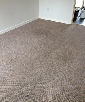 Carpet Cleaning Exeter